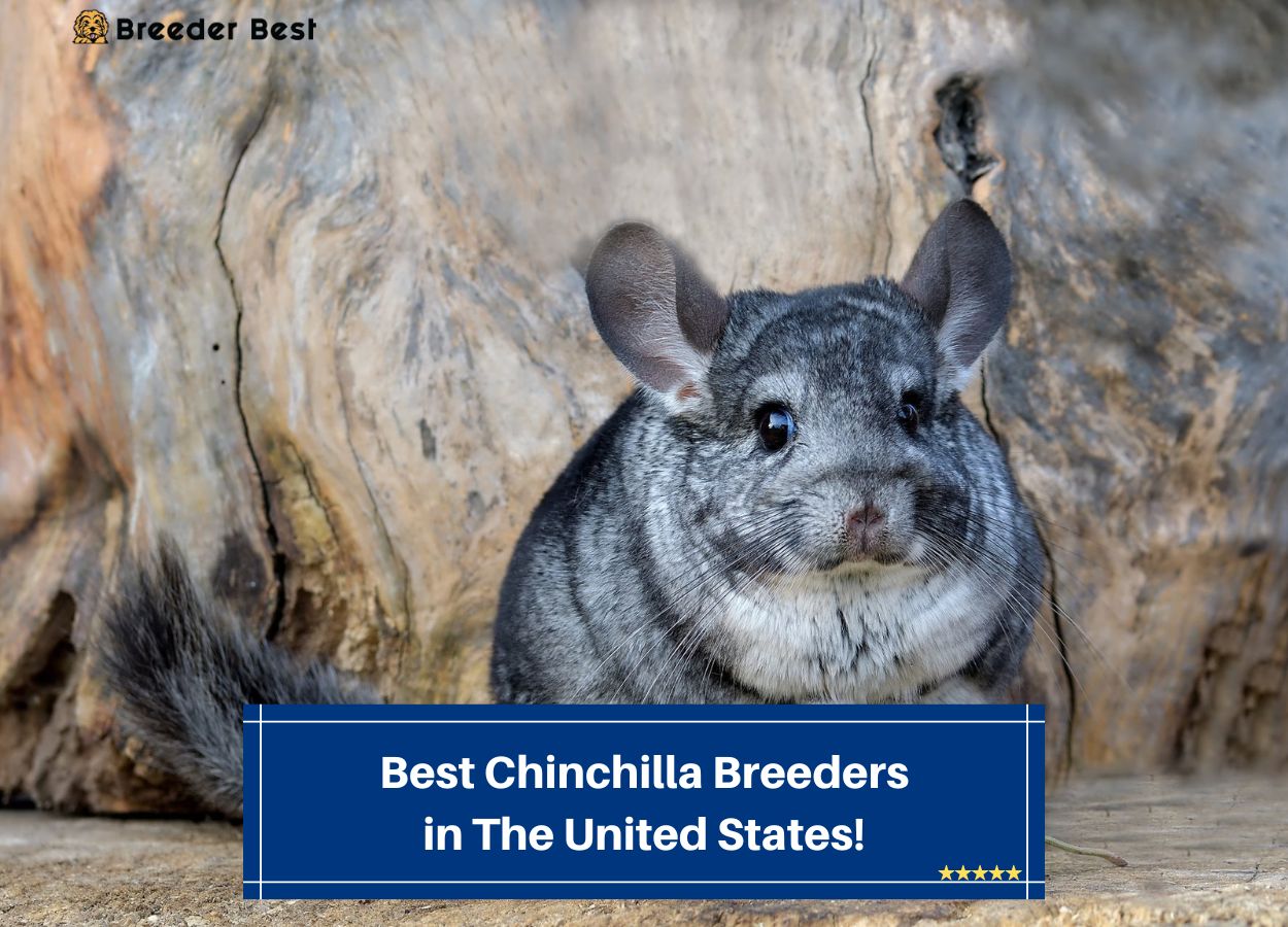 Best-Chinchilla-Breeders-in-The-United-States-template