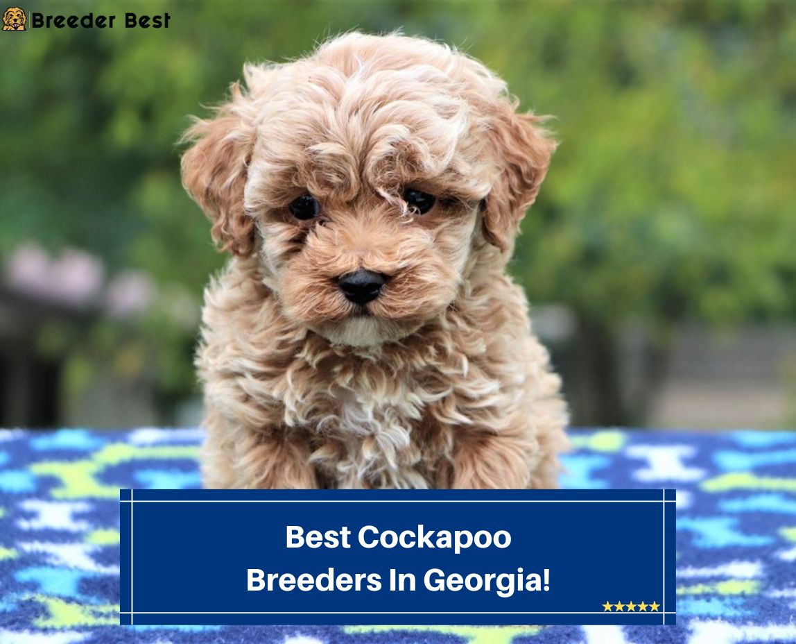 Best-Cockapoo-Breeders-In-Georgia-template