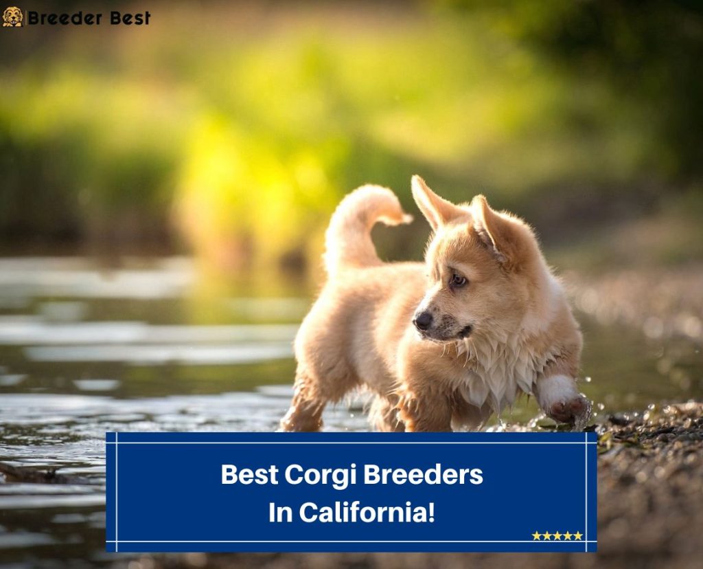 4 Best Breeders in California! (2024) Breeder Best