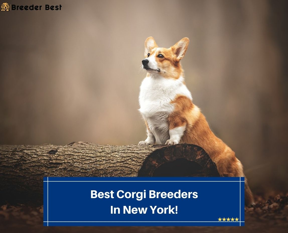 Best-Corgi-Breeders-In-New-York-template