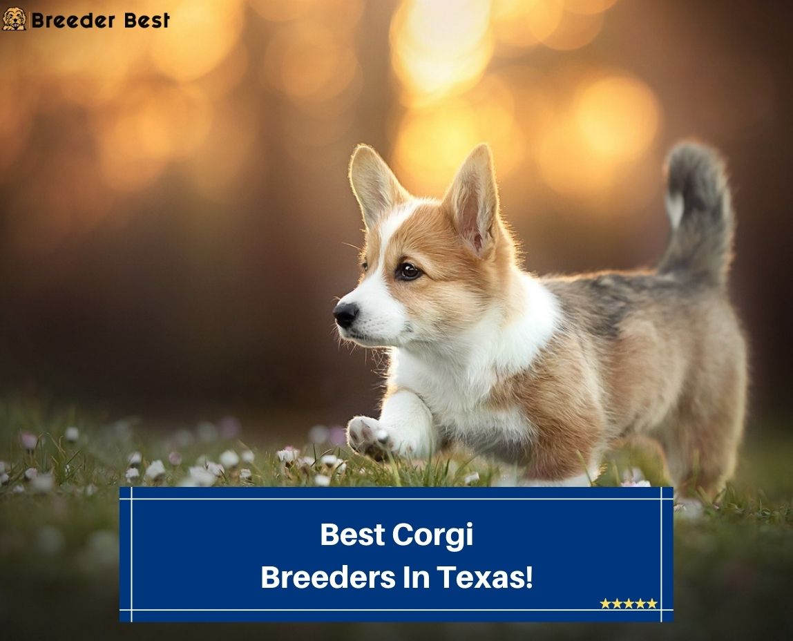 Best-Corgi-Breeders-In-Texas-template