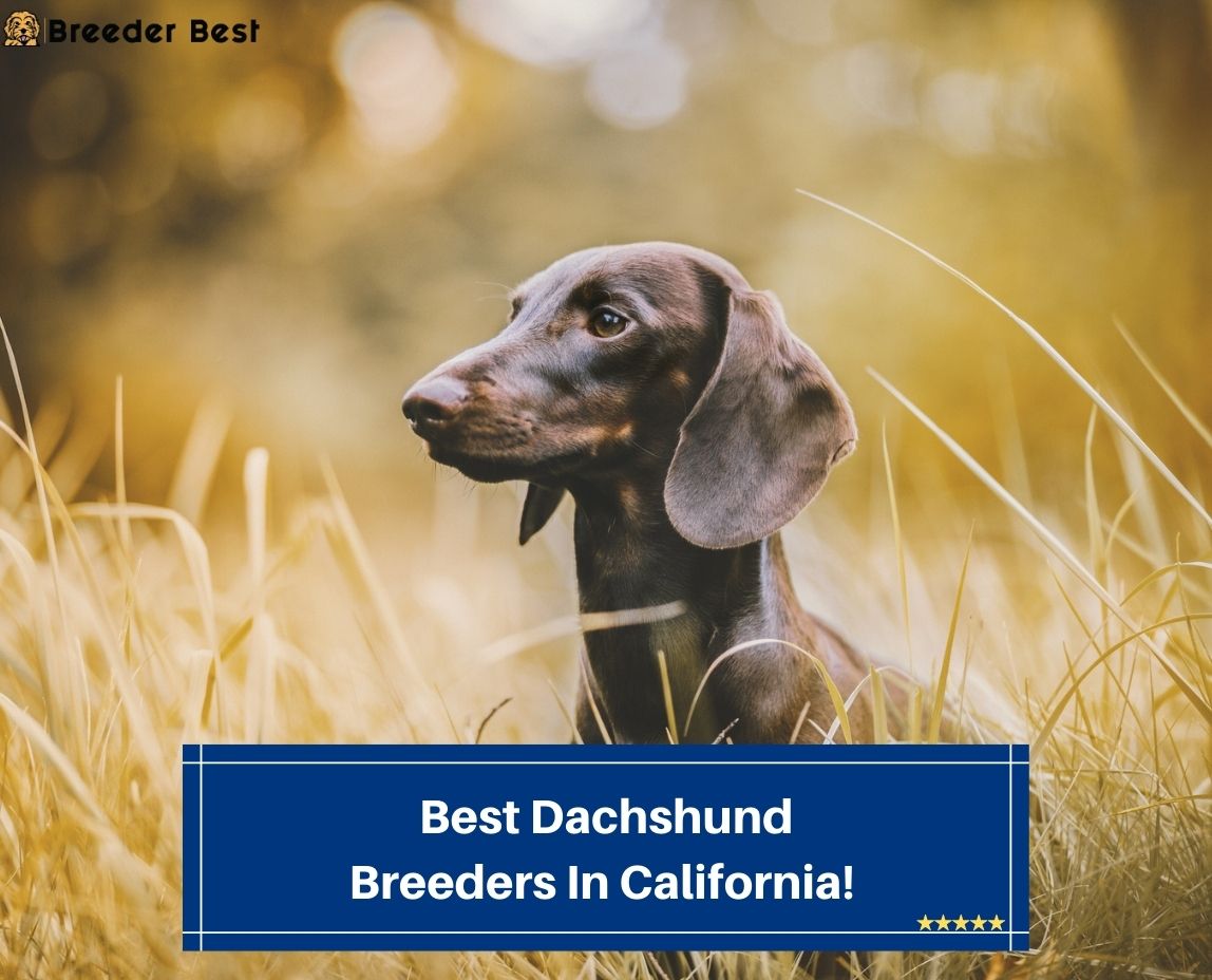 Best-Dachshund-Breeders-In-California-template