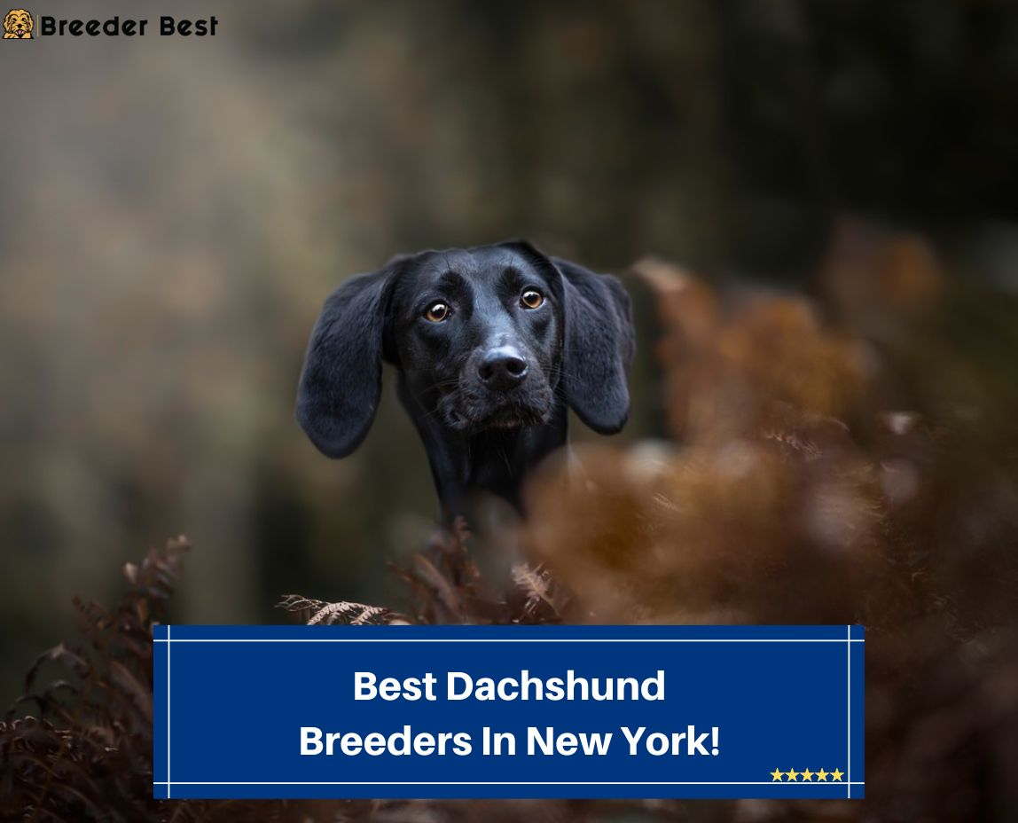 Best-Dachshund-Breeders-In-New-York-template