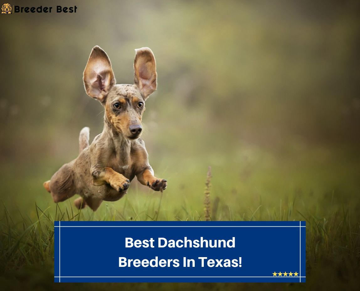 Best-Dachshund-Breeders-In-Texas-template