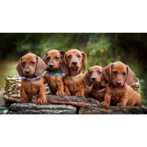 Best-Dachshund-Puppies-In-Texas
