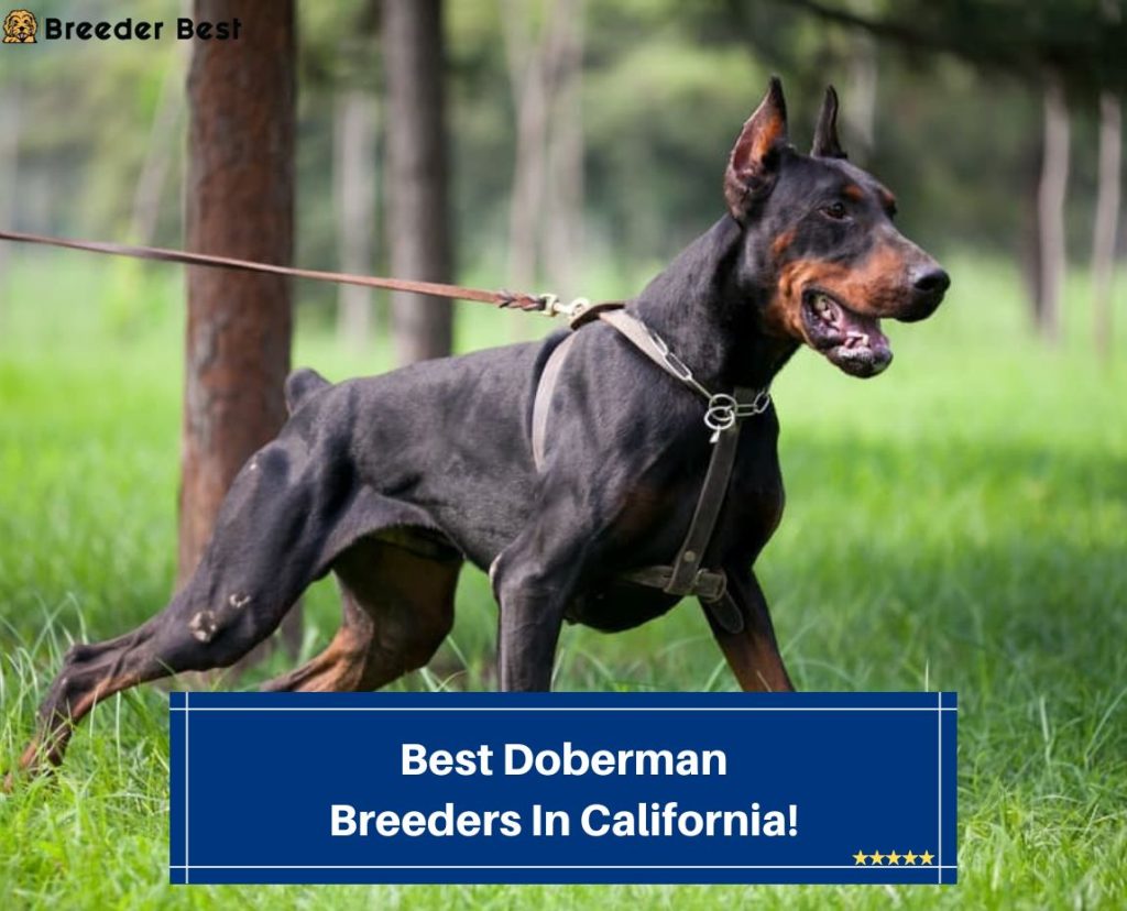 5-best-doberman-breeders-in-california-2023-breeder-best