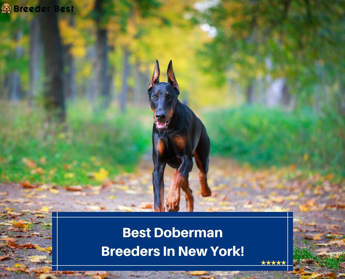 Best-Doberman-Breeders-In-New-York-template