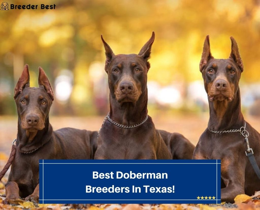 4 Best Doberman Breeders In Texas! (2023) - Breeder Best