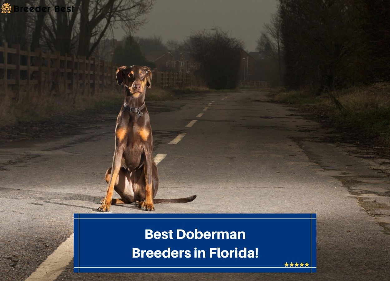 Best-Doberman-Breeders-in-Florida-template