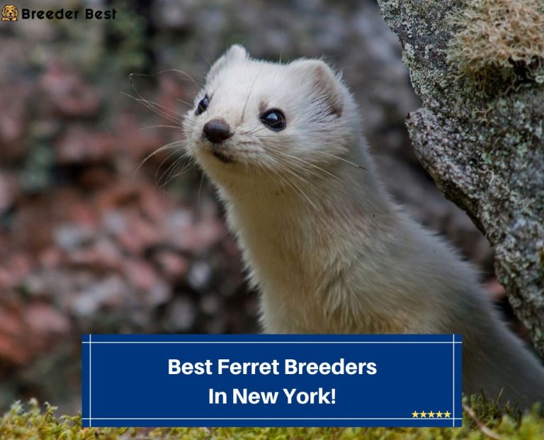 4 Best Ferret Breeders in New York! (2024) - Breeder Best