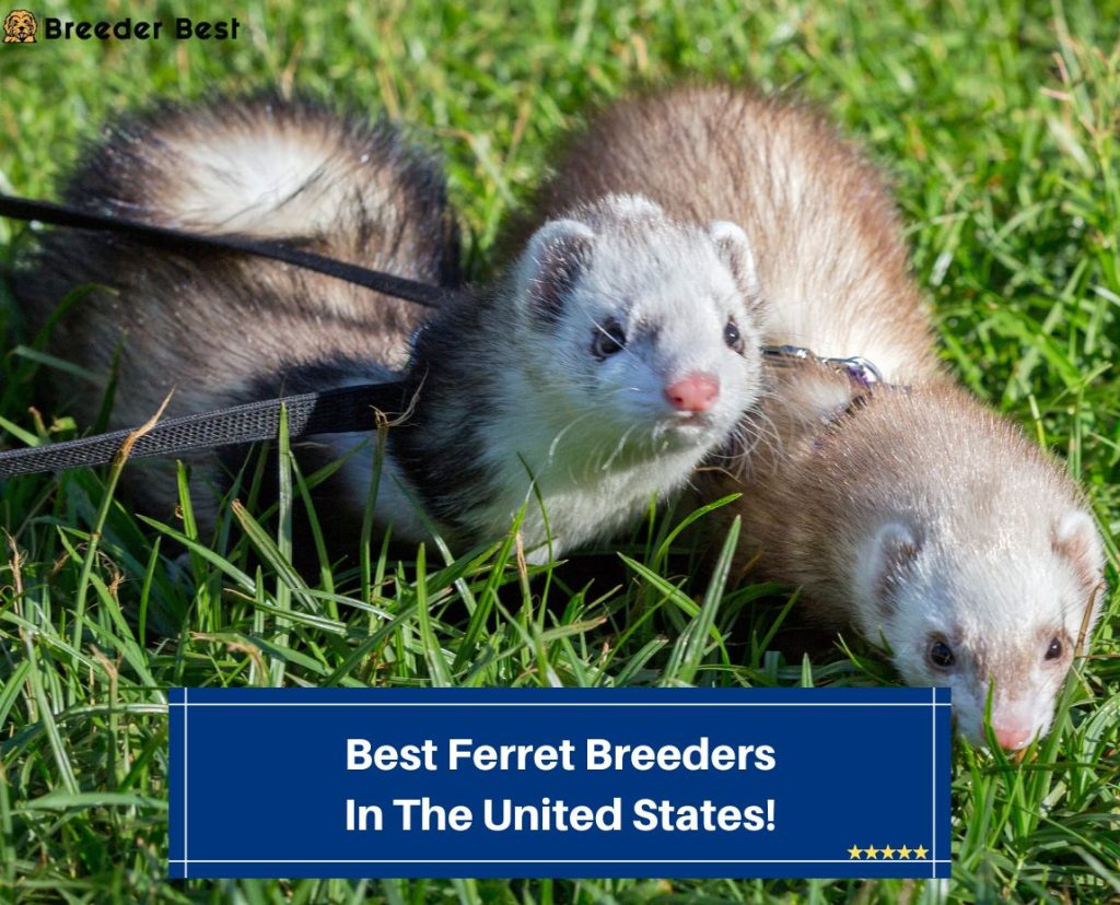 8 Best Ferret Breeders in the United States! (2024) - Breeder Best