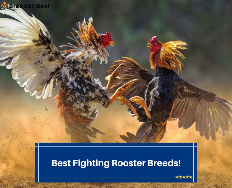 7-reasons-why-you-should-not-have-a-rooster-the-organic-goat-lady