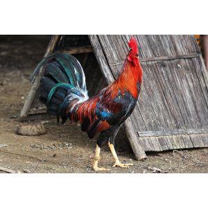 Best-Fighting-Rooster-Breeds