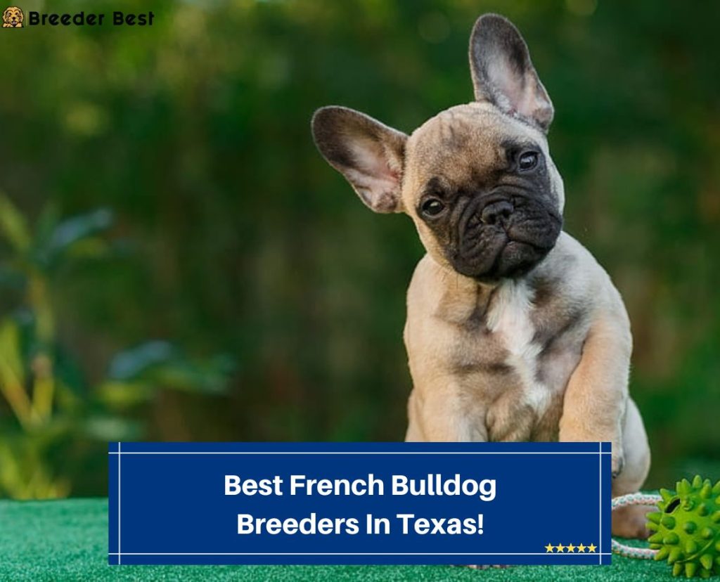 4 Best French Bulldog Breeders In Texas! (2024) Breeder Best