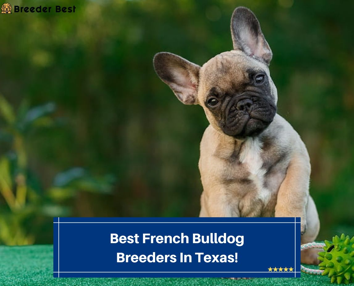 Best-French-Bulldog-Breeders-In-Texas-template
