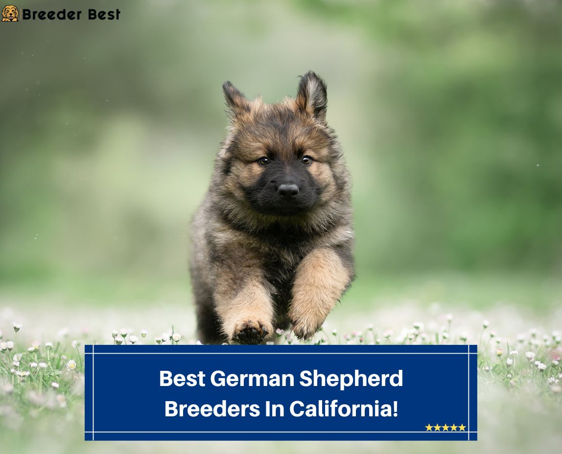 Best-German-Shepherd-Breeders-In-California-template