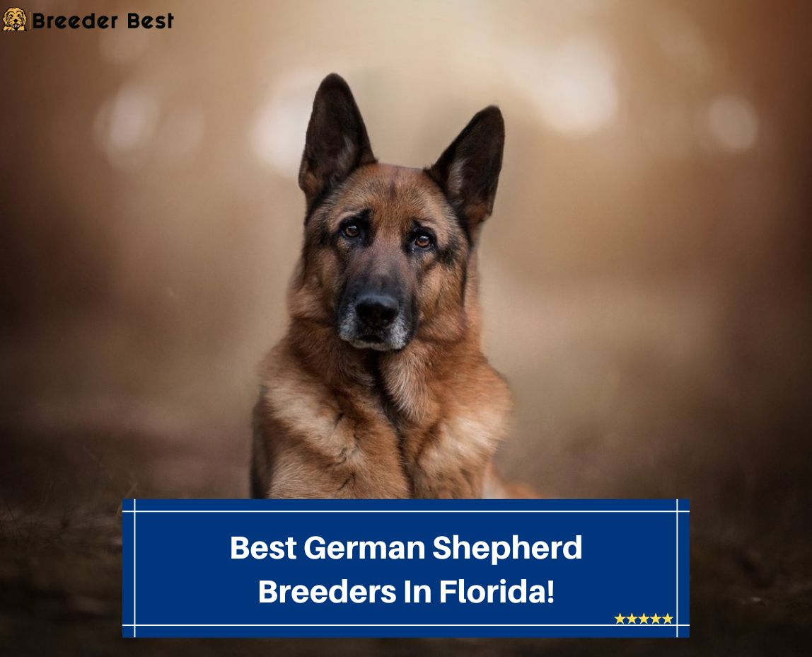 Best-German-Shepherd-Breeders-In-Florida-template