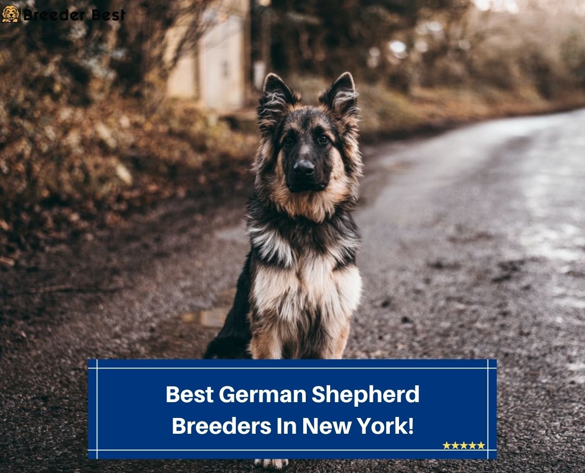 5 Best German Shepherd Breeders In New York! (2023) - Breeder Best