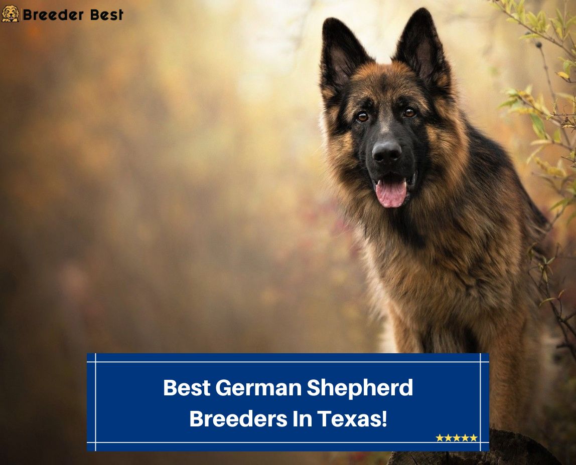 Best-German-Shepherd-Breeders-In-Texas-template