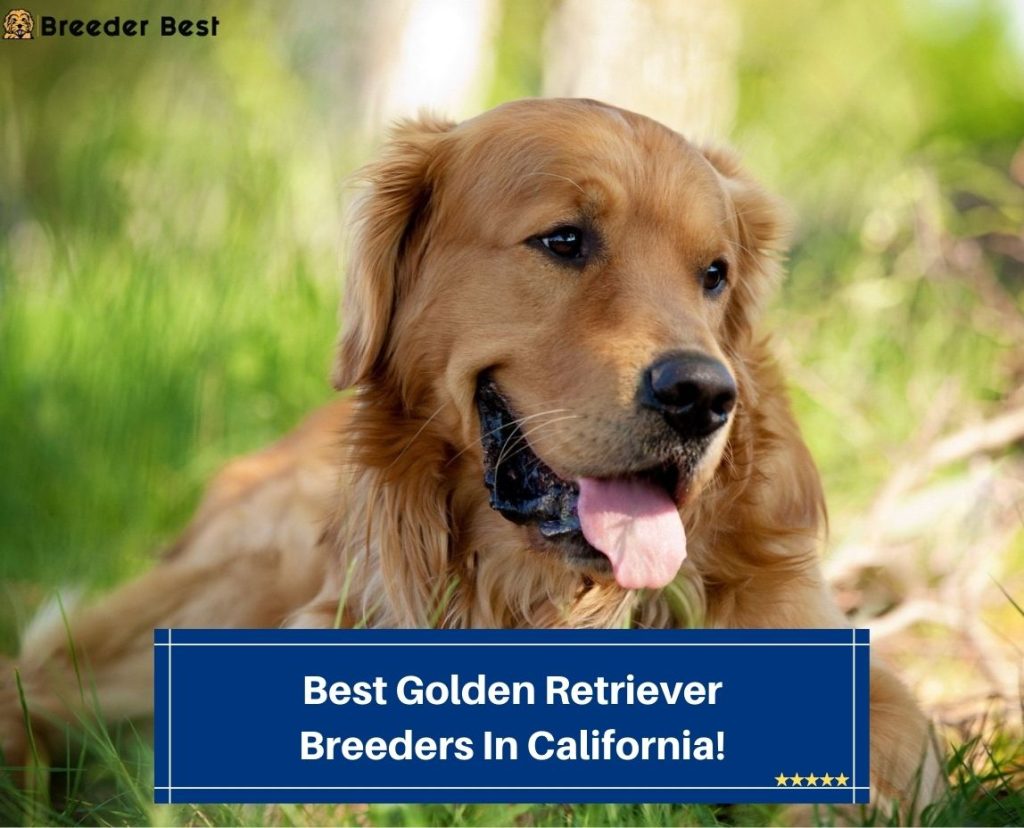 5 Best Golden Retriever Breeders In California 2024 Breeder Best   Best Golden Retriever Breeders In California Template 1024x828 