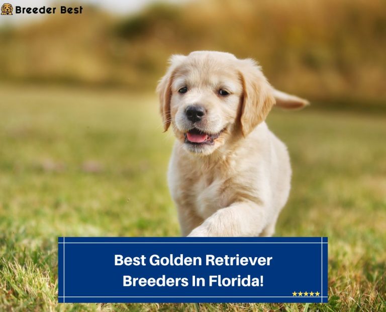 3 Best Golden Retriever Breeders in Florida! (2024) Breeder Best
