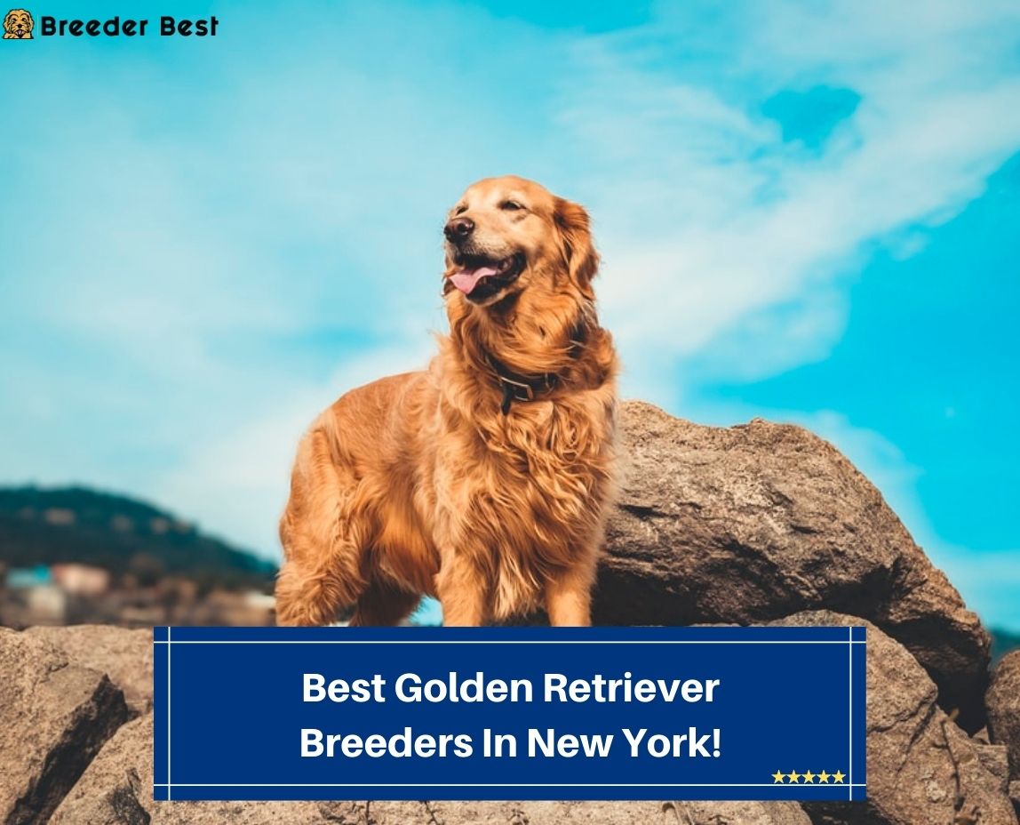 Best-Golden-Retriever-Breeders-In-New-York-template