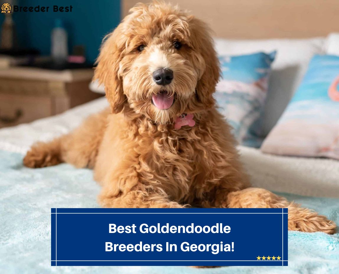 Best-Goldendoodle-Breeders-In-Georgia-template