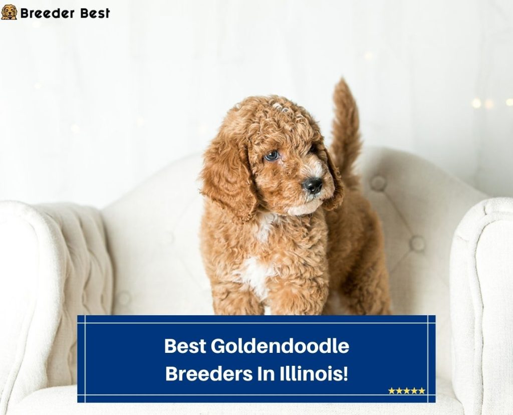 6 Best Goldendoodle Breeders in Illinois! (2024) Breeder Best