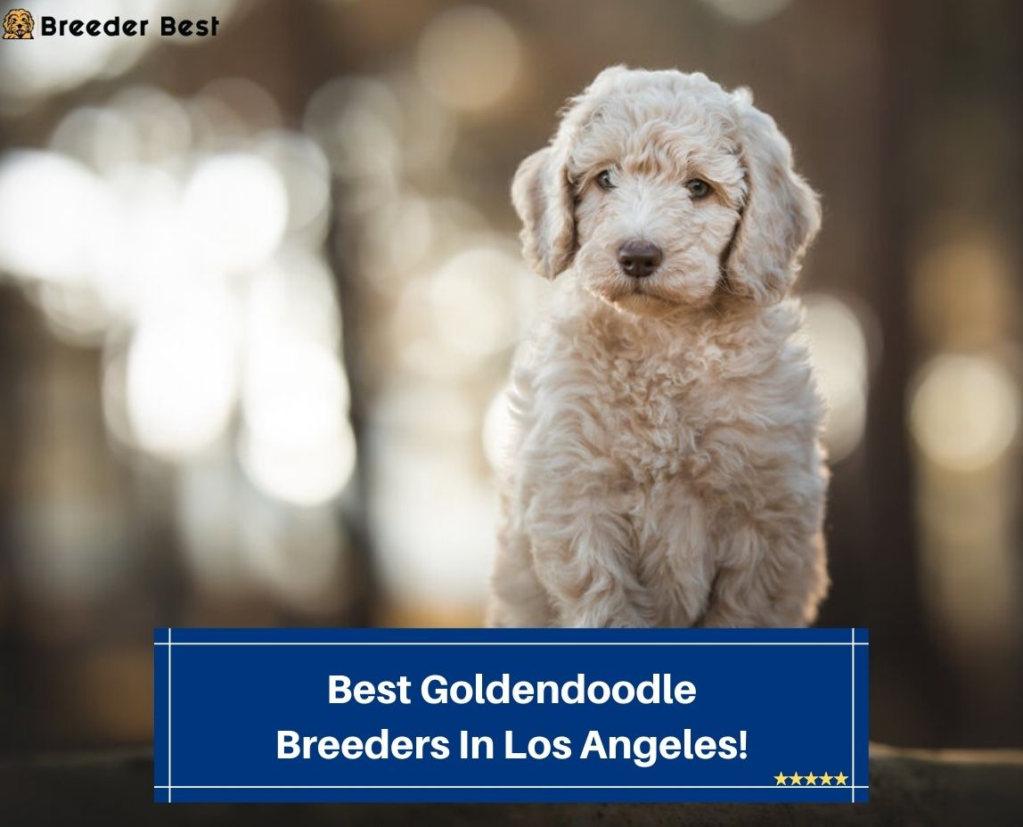 Best-Goldendoodle-Breeders-In-Los-Angeles-template