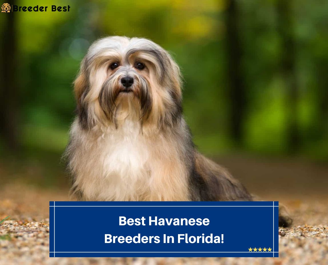 Best-Havanese-Breeders-In-Florida-template