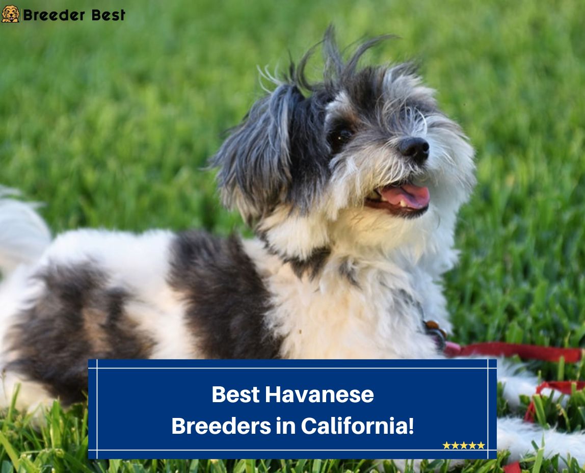 Best-Havanese-Breeders-in-California-template