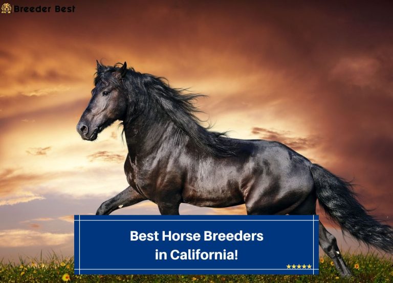 7 Best Horse Breeders In California! (2024) - Breeder Best