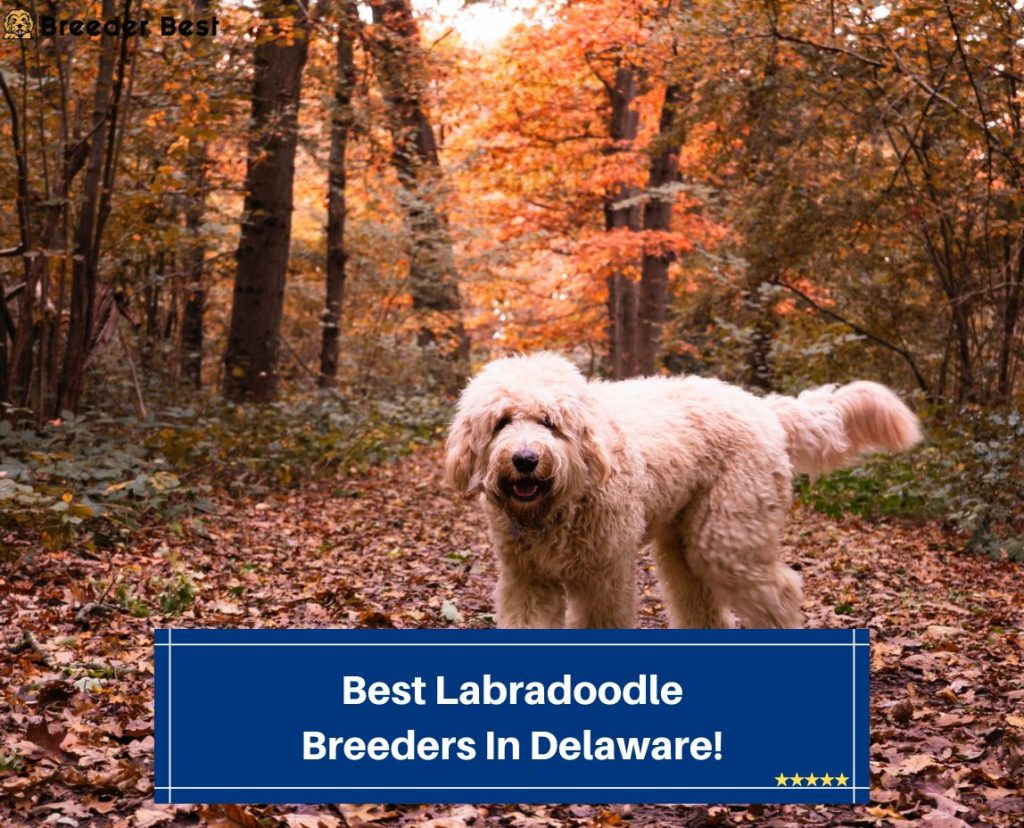 4 Best Labradoodle Breeders In Delaware! (2024) Breeder Best