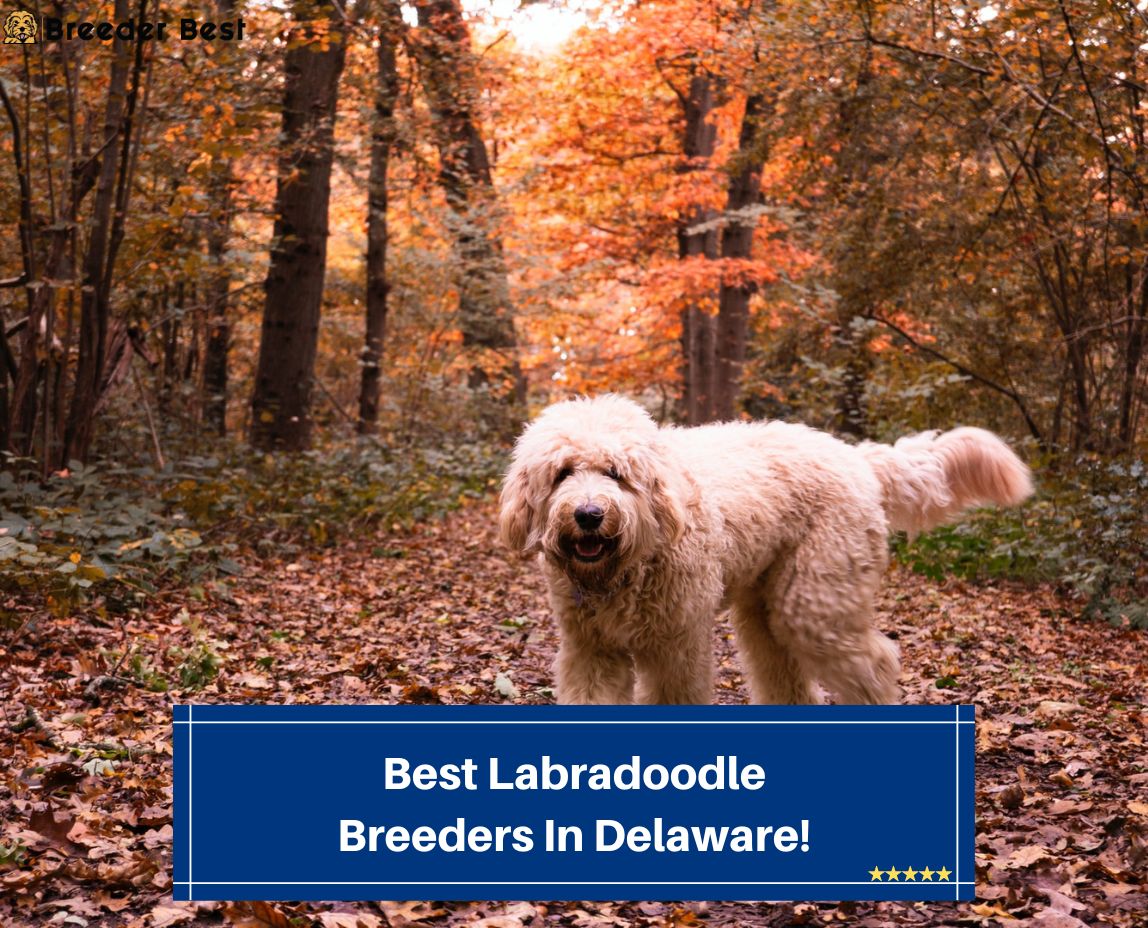Best-Labradoodle-Breeders-In-Delaware-template