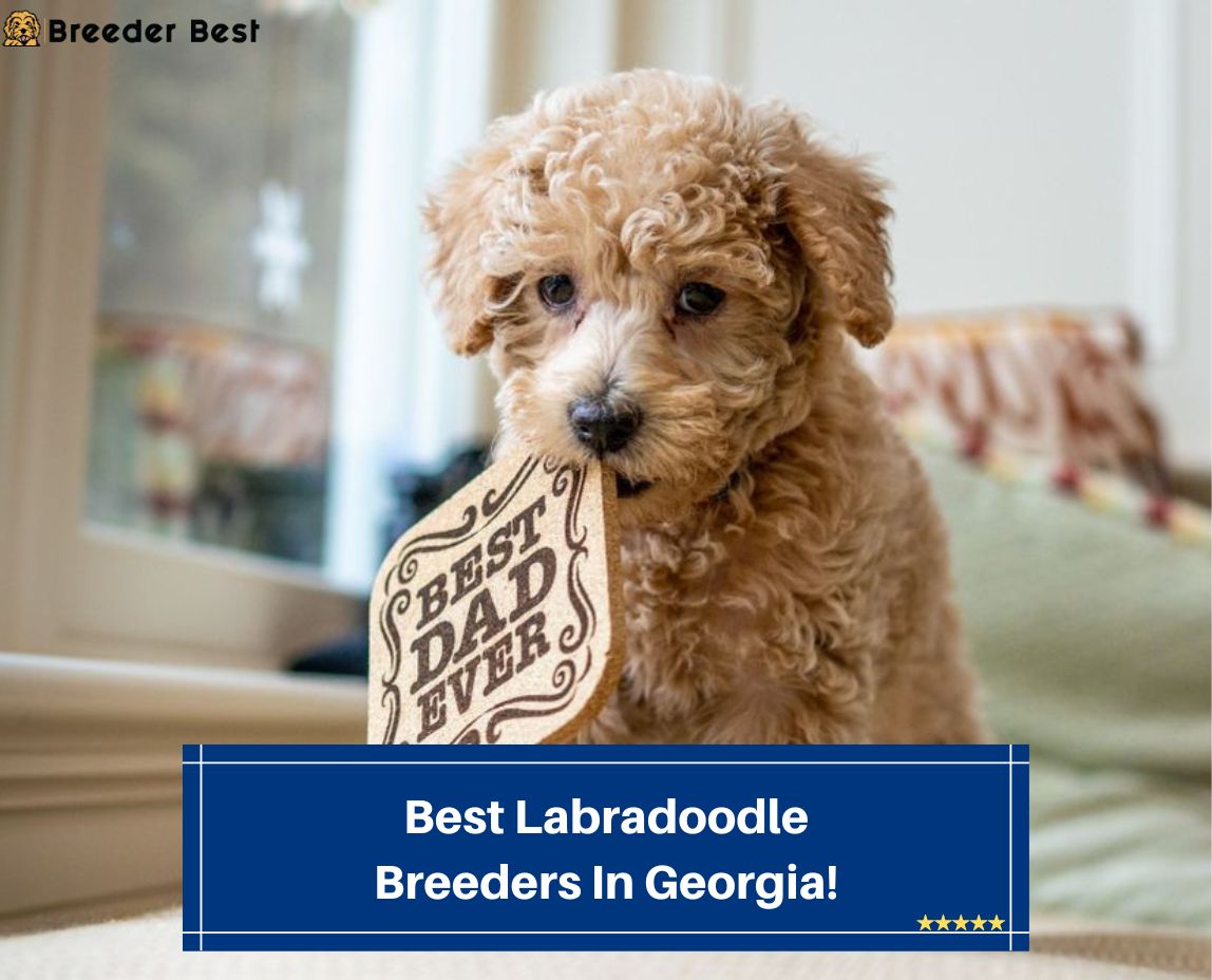 Best-Labradoodle-Breeders-In-Georgia-template