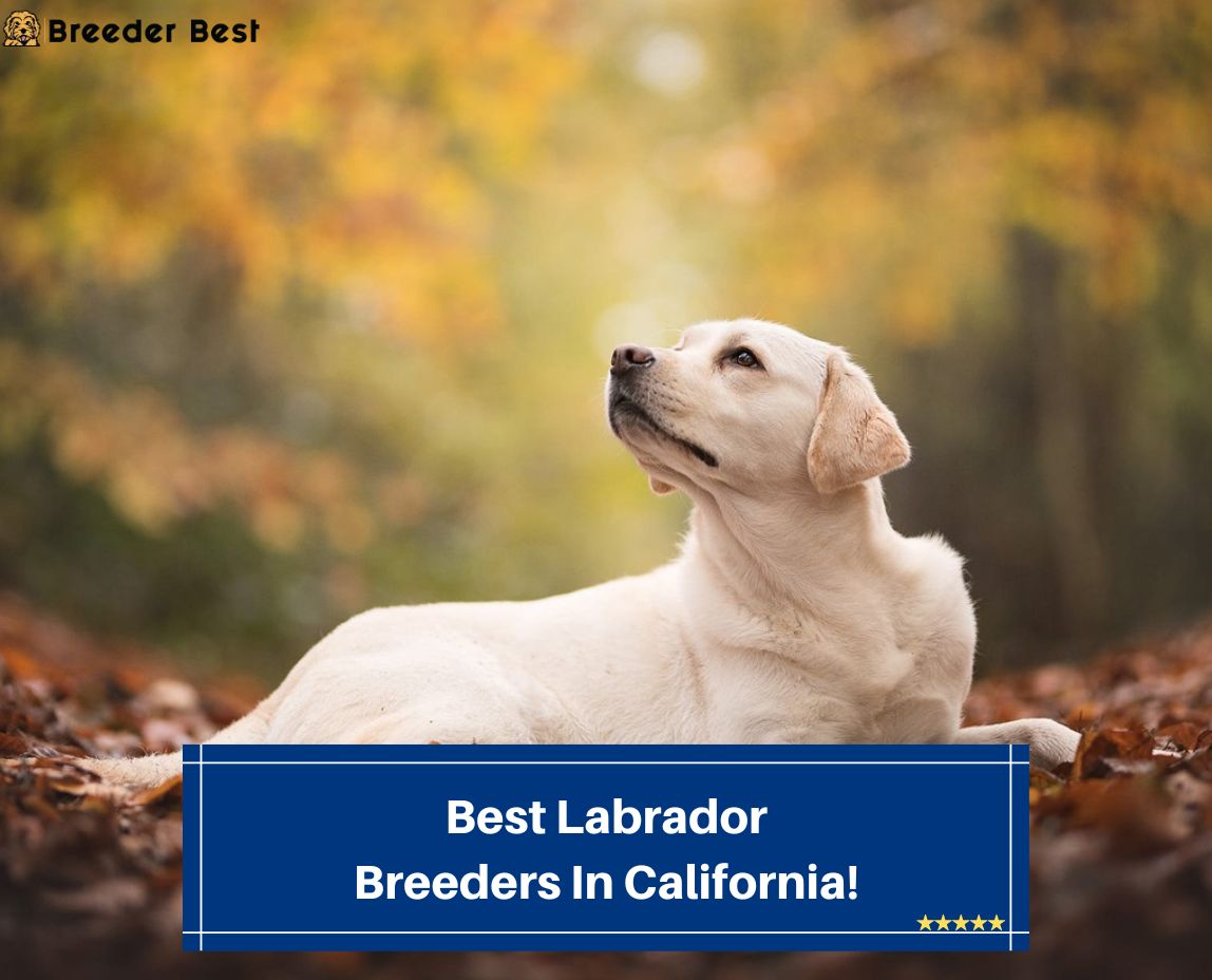 Best-Labrador-Breeders-In-California-template