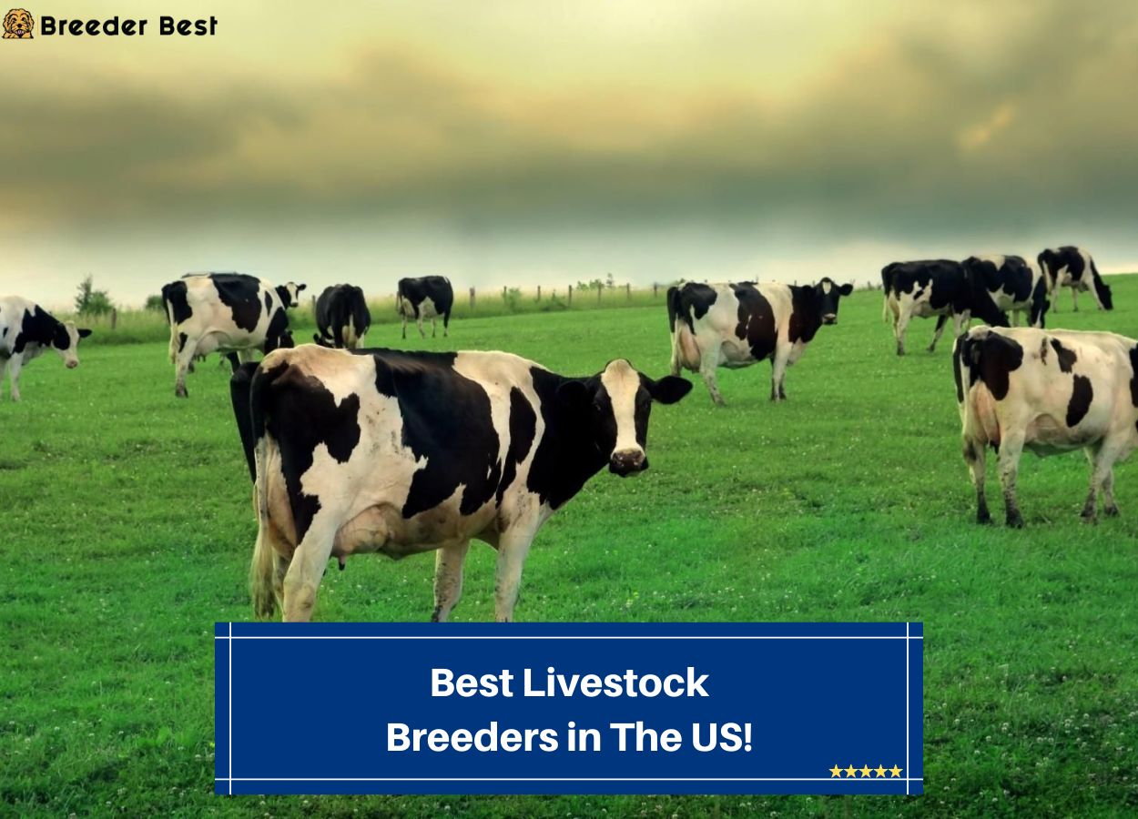 Best-Livestock-Breeders-in-the-US-template