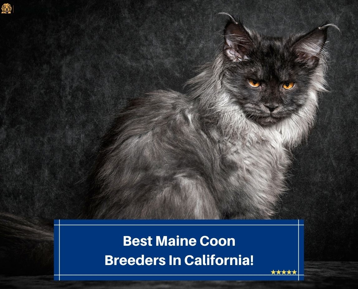 Best-Maine-Coon-Breeders-In-California-template