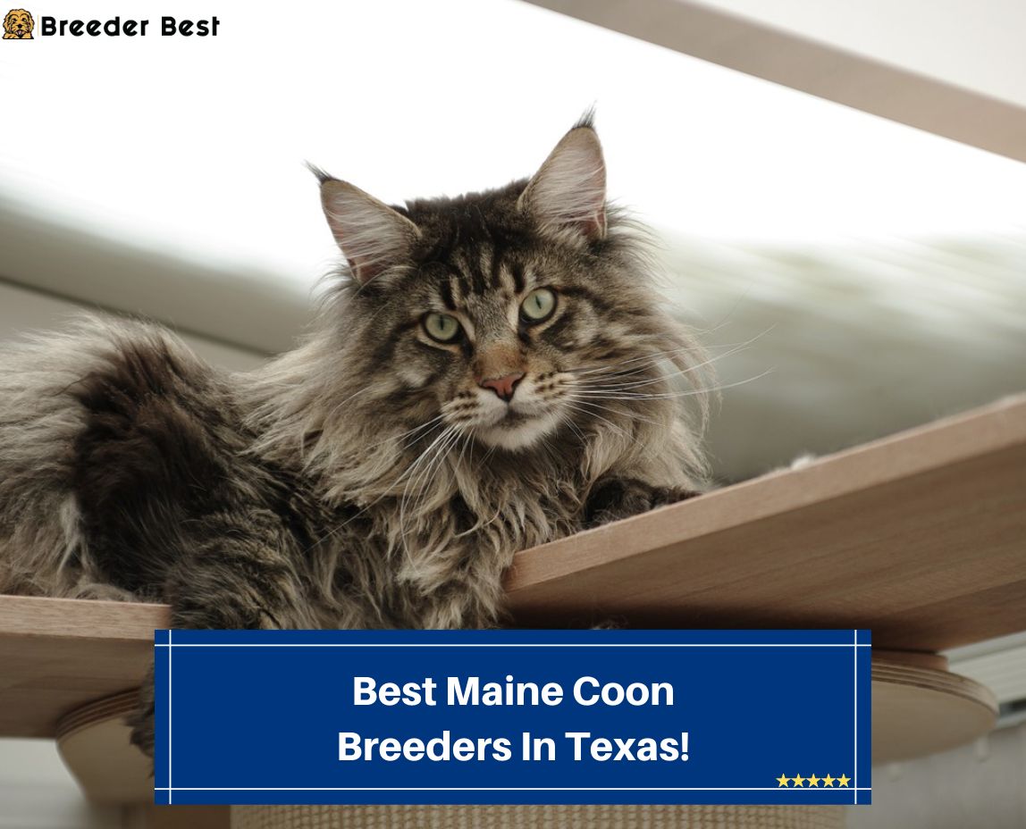 Best-Maine-Coon-Breeders-In-Texas-template