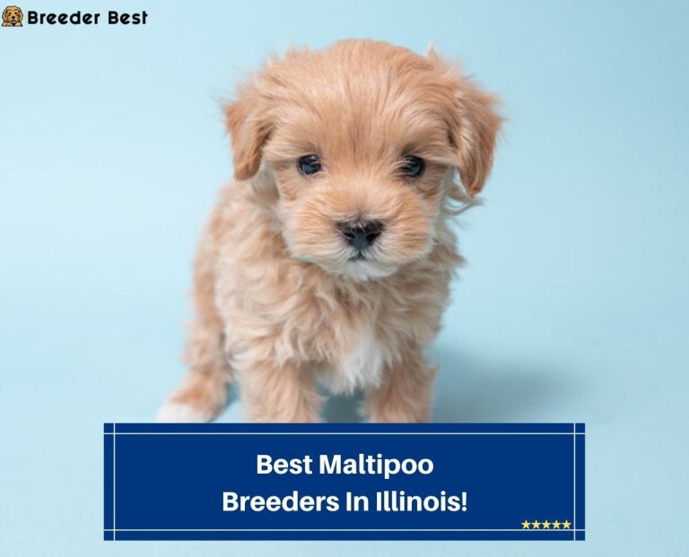 6 Best Maltipoo Breeders in Illinois! (2024) Breeder Best