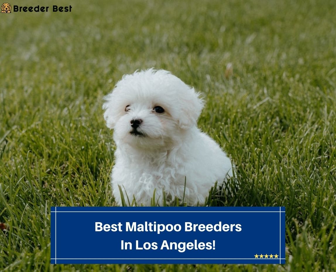 Best-Maltipoo-Breeders-In-Los-Angeles-template