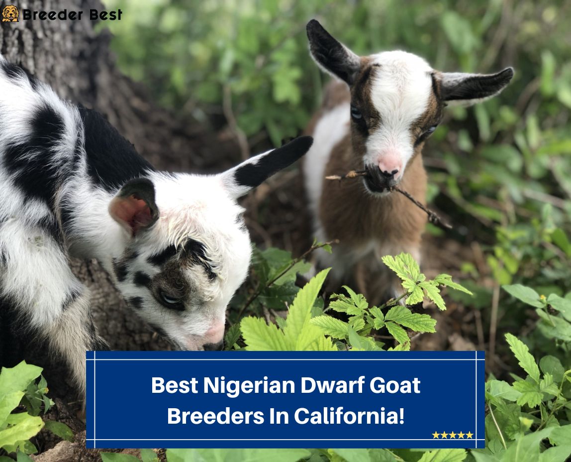 Best-Nigerian-Dwarf-Goat-Breeders-In-California-template