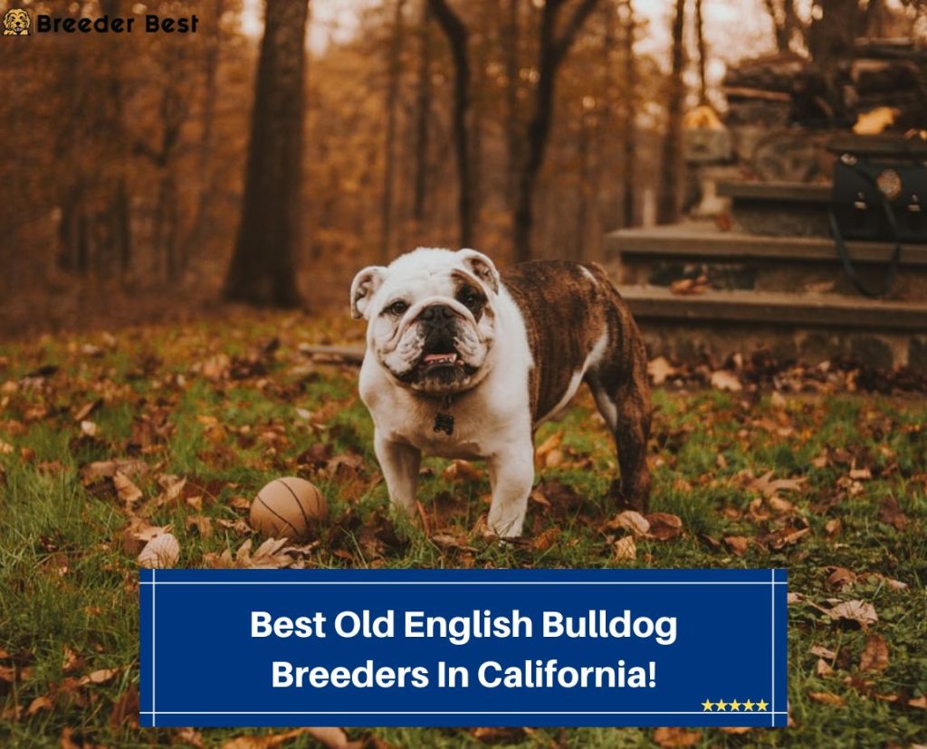 6 Best Old English Bulldog Breeders In California! (2024) Breeder Best