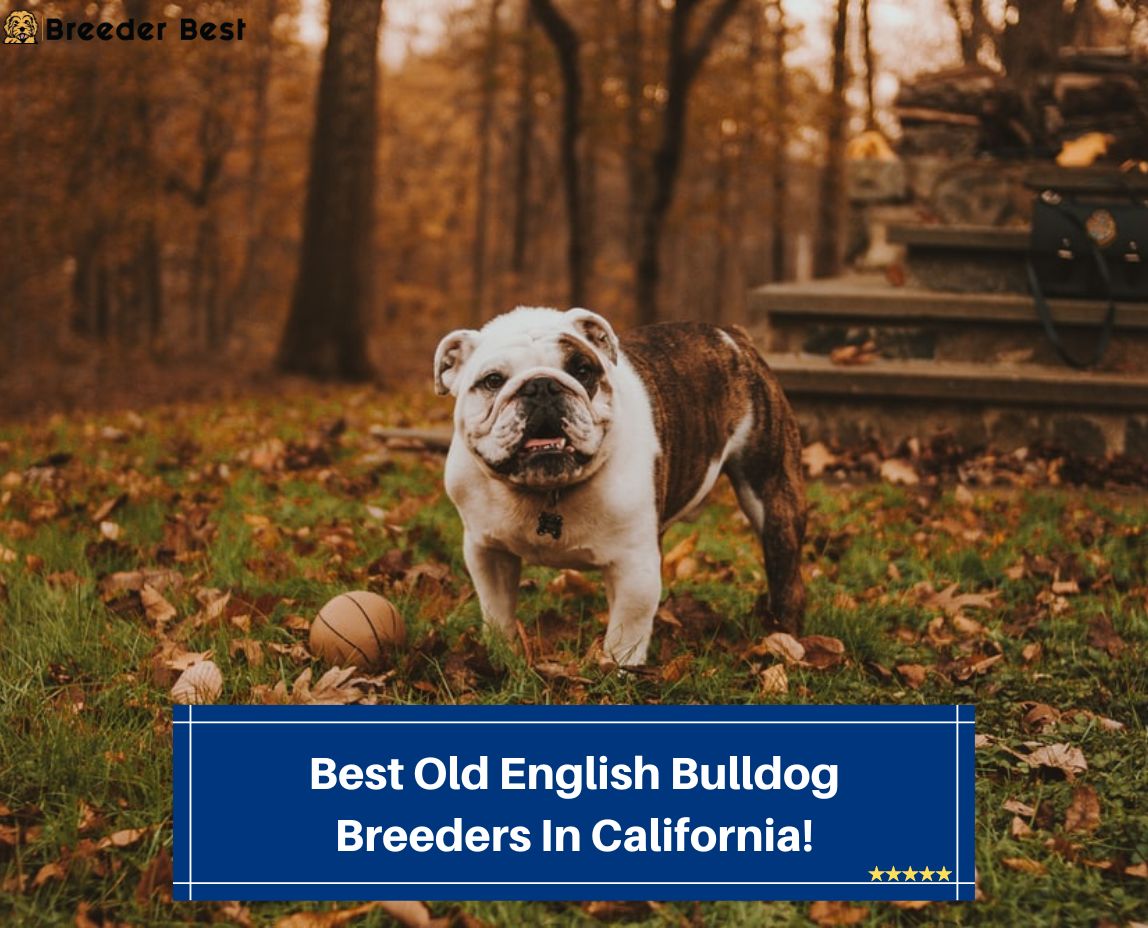 Best-Old-English-Bulldog-Breeders-In-California-template