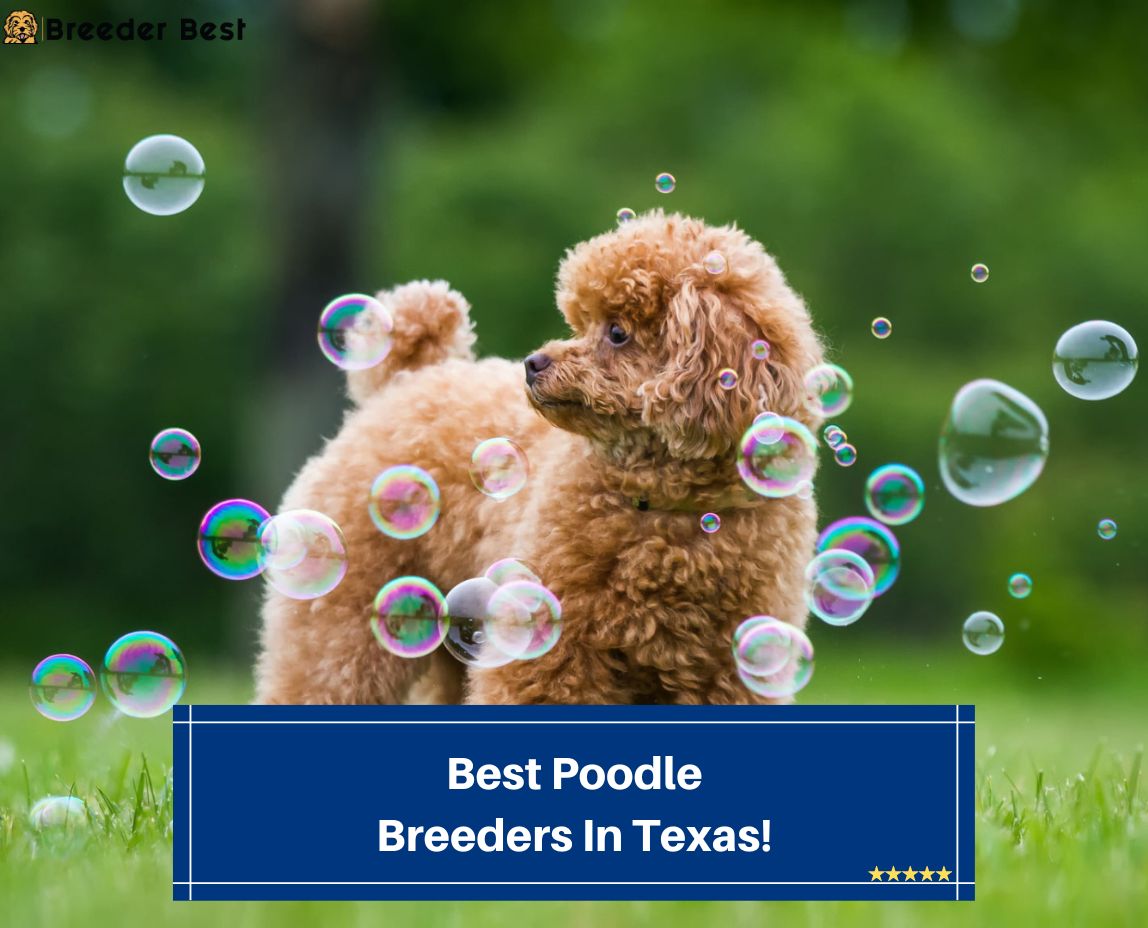 Best-Poodle-Breeders-In-Texas-template