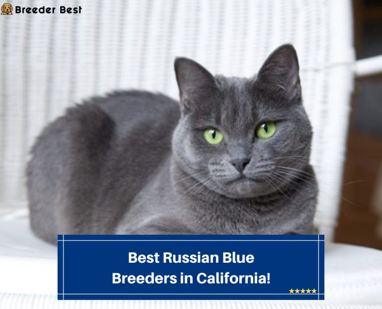 5 Best Russian Blue Breeders in California! (2024) Breeder Best
