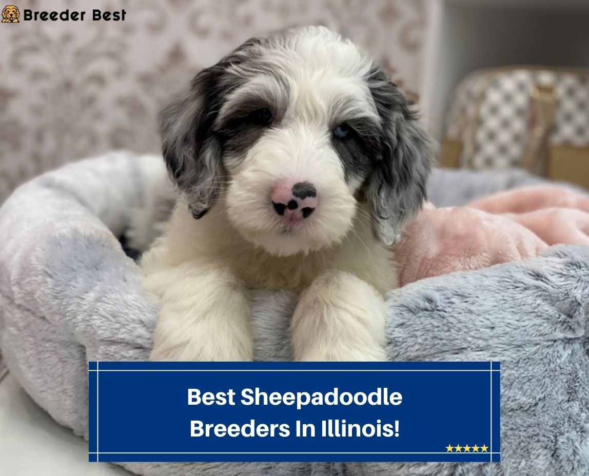 Best-Sheepadoodle-Breeders-In-Illinois-template