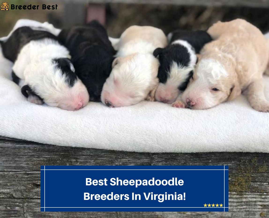 Best-Sheepadoodle-Breeders-In-Virginia-template