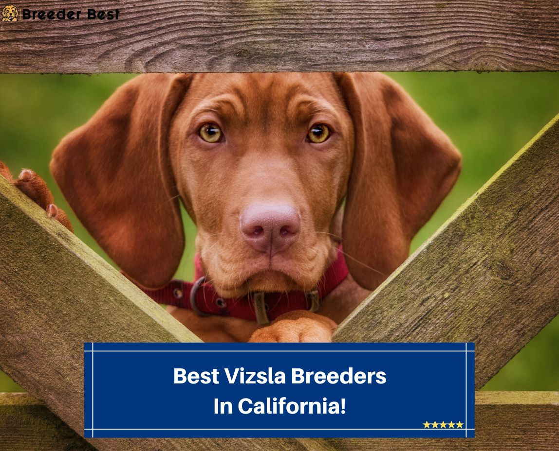 Best-Vizsla-Breeders-In-California-template
