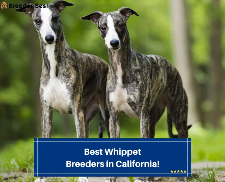 7 Best Whippet Breeders in California! (2024) Breeder Best